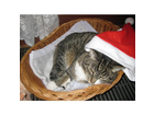 Meine-weihnachtskitty