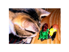 Gegen-dieses-monster-ist-sogar-gerrit-machtlos