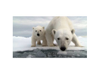 Knut-und-seine-mami-sind-neugierig