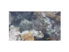 Sosua-reef