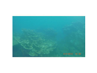 Sosua-reef
