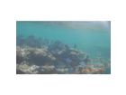 Sosua-reef