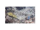 Sosua-reef