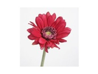 Kunstblume-gerbera
