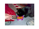 Whiskas-knuspertaschen-mit-lachs