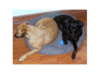 Ikea-baestis-hundebett