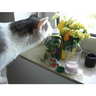 Katzen-moegen-den-auch
