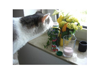 Katzen-moegen-den-auch