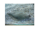 Unterwasserwelt-im-sea-life