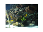 Sea-life-center