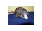 Da-ist-die-maus-noch-mal