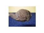 Da-ist-der-koerper-der-maus