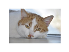 Katzenportrait
