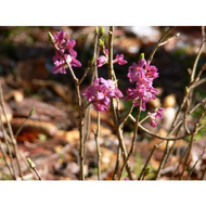 Fruehling-2008-die-ersten-fruehlingsboten