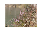 Fruehling-2008-die-ersten-fruehlingsboten