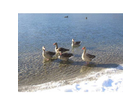 Die-graugaense-im-winter-am-almsee