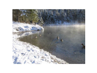 Die-graugaense-im-winter-am-almsee