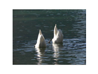 Almsee-fruehling-2008-ein-echter-schnappschuss-von-2-schwaenen
