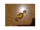 Ein-bonbon