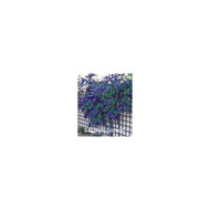 Ceanothus-trewithen-blue