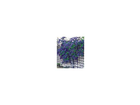 Ceanothus-trewithen-blue