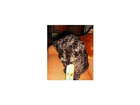Reinex-pet-s-world-hundeshampoo-kamilleduft