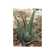 Die-echte-aloe-vera