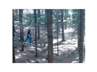 Tree-snowboard