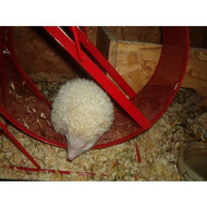 Laufrad-mit-igel