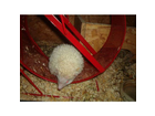 Laufrad-mit-igel
