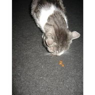 Meine-katze-beim-verzehr