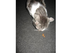Meine-katze-beim-verzehr