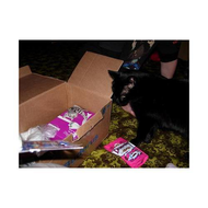 Peppi-trifft-auf-die-dreamies