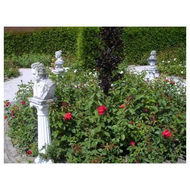 Im-rosengarten