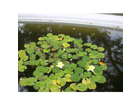 Im-botanischen-garten-findet-den-frosch