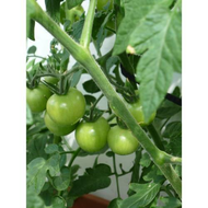 Schoene-gruene-tomaten
