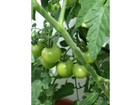 Schoene-gruene-tomaten