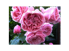 Meine-leonardo-da-vinci-rose