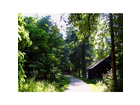Rundgang-mit-huette-im-wald