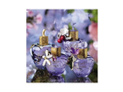 Lolita-lempicka-l-eau-de-parfum