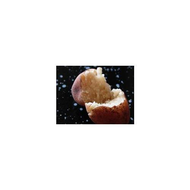 Und-das-innenleben-des-marzipan-ei