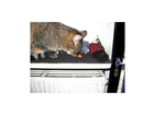 Schauen