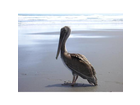 Ein-pelikan-der-wohl-nicht-so-genau-weiss-was-er-mit-sich-anfangen-soll