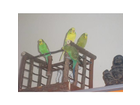 Trixie-natural-living-spielplatz-fuer-voegel