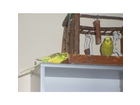Trixie-natural-living-spielplatz-fuer-voegel