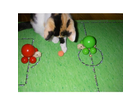 Katze-spielt-mit