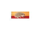 Mein-zukuenftiger-igel-peaches