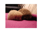 Freddy-und-bandit