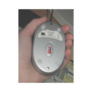 Bauchseite-der-maus