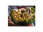 100er-lichterkette-von-plus